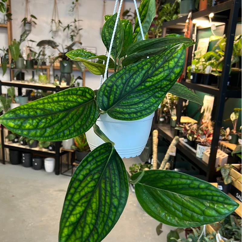 Monstera karstenianum – Peru|4″|6″HB