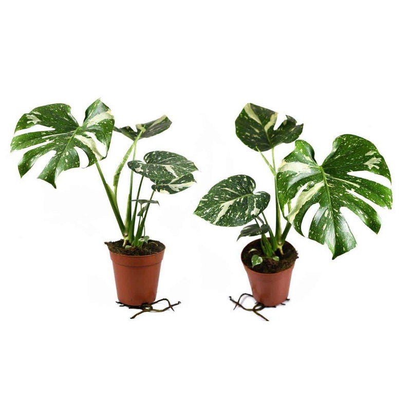 Monstera Thai Constellation|3.5″|4″|6″|8″