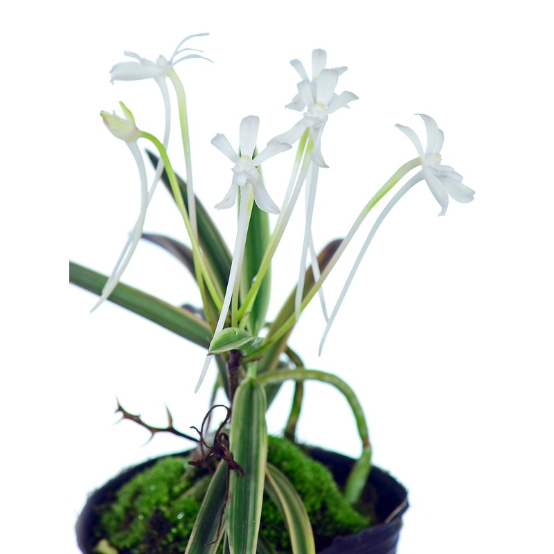 Neofinetia falcata