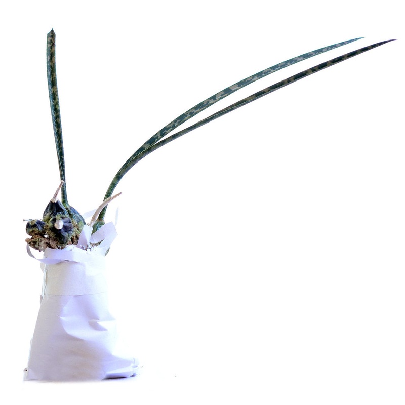 Oeceoclades decaryana
