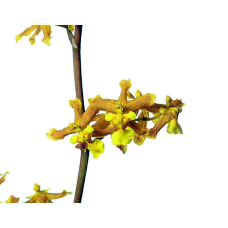 Oncidium abruptum