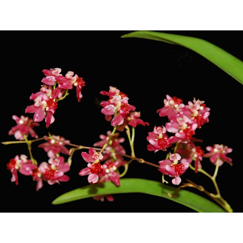 Oncidium Twinkle ‘Red Fantasy’