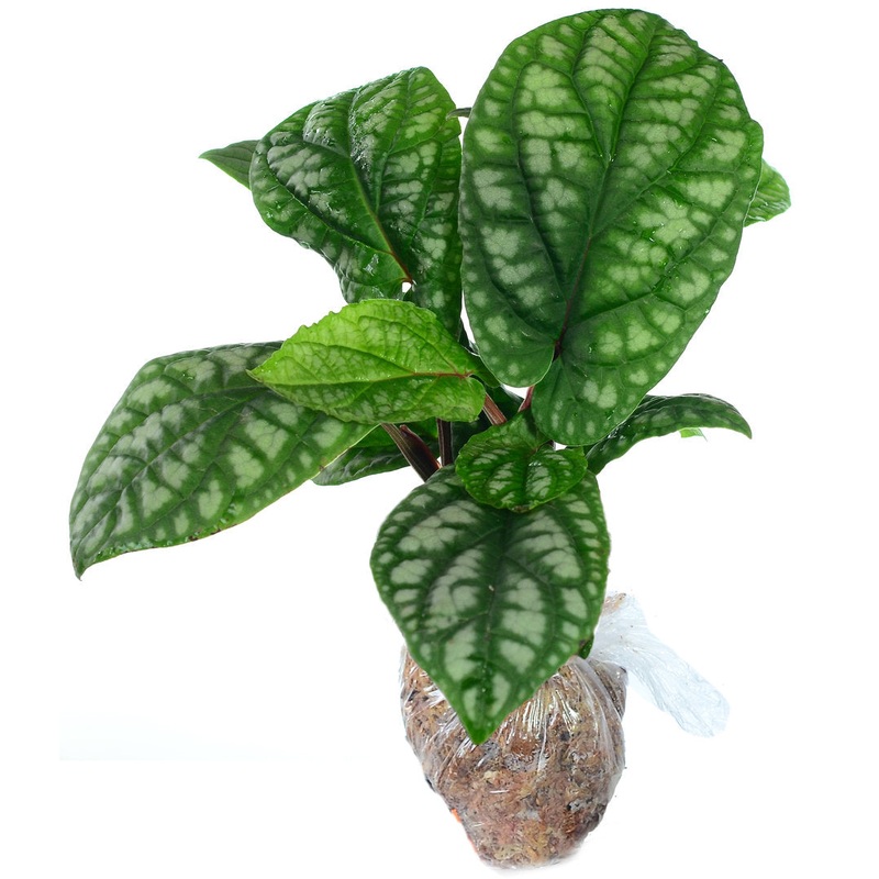 Peperomia futokadsura
