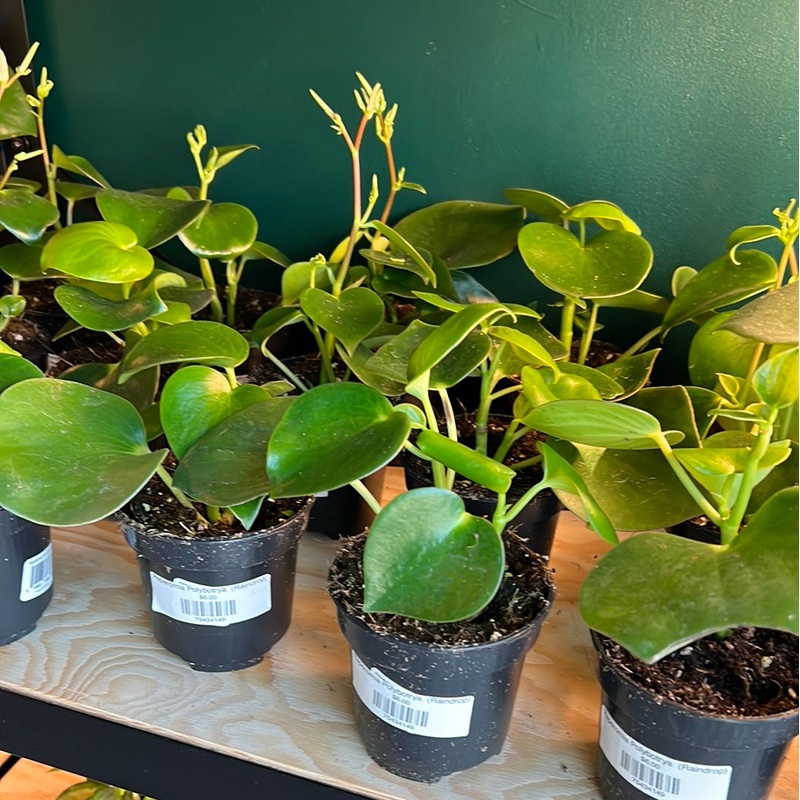 Peperomia polybotrya – Raindrop