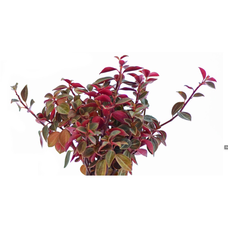 Peperomia verschaffeltii