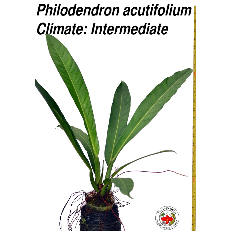 Philodendron acutifolium (seedling)