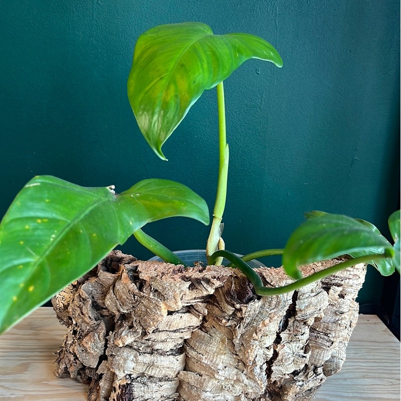 Philodendron Barrosoanum Narrow