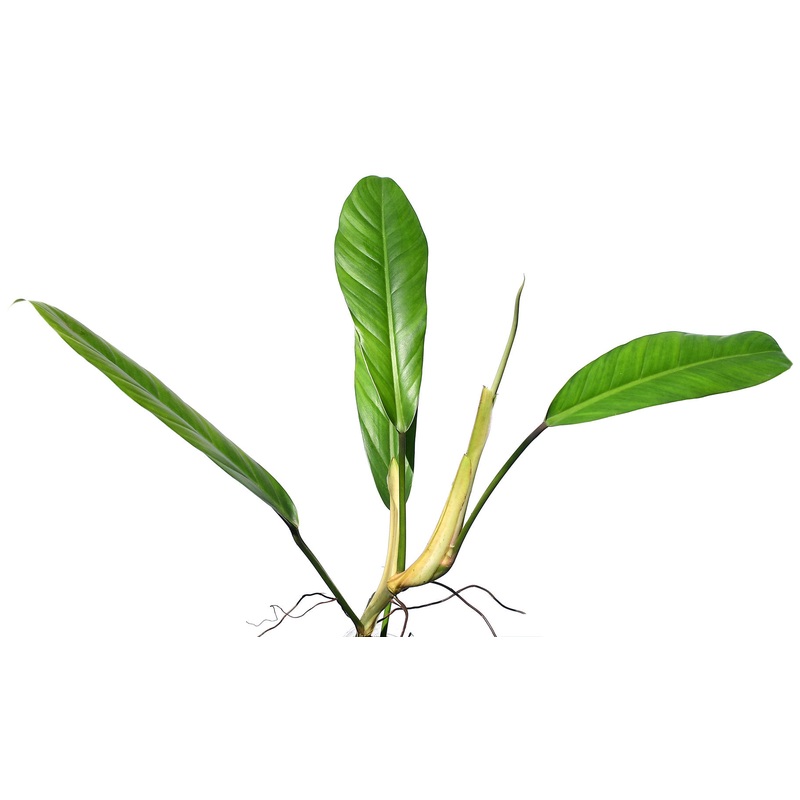 Philodendron clarkei cf