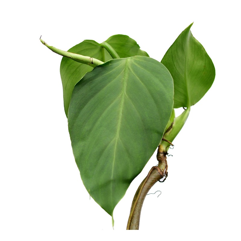 Philodendron dodsonii