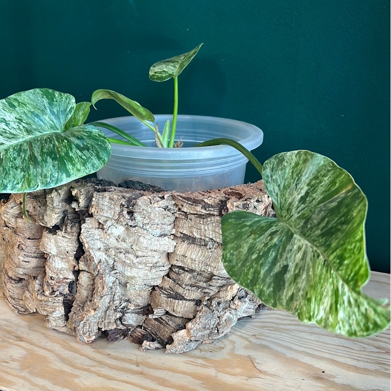 Philodendron Giganteum Blizzard