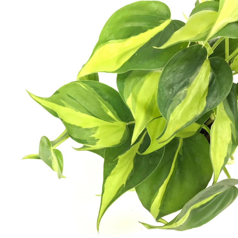 Philodendron hederaceum – Brasil