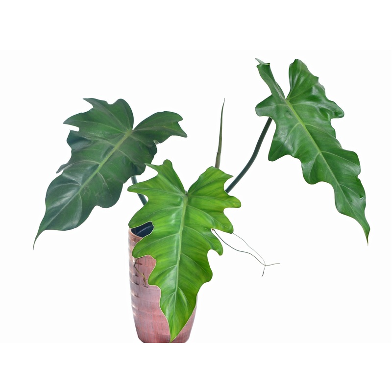 Philodendron lacerum aff