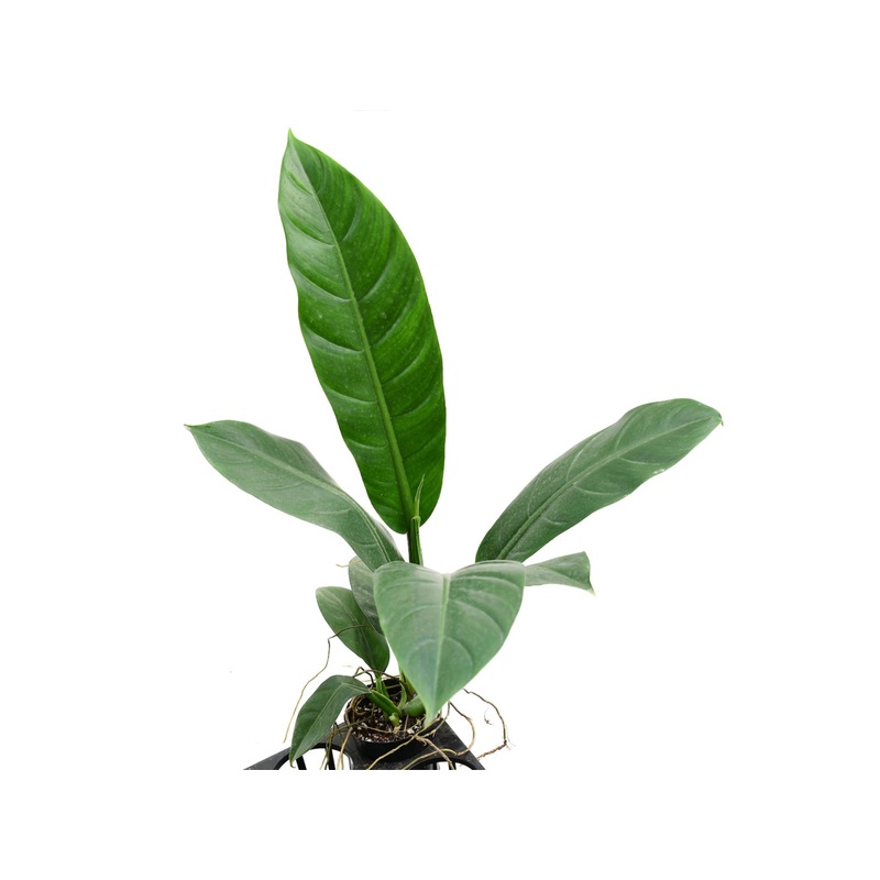 Philodendron linnaei
