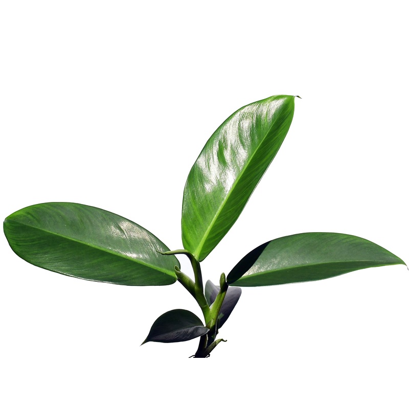 Philodendron linnaei 3