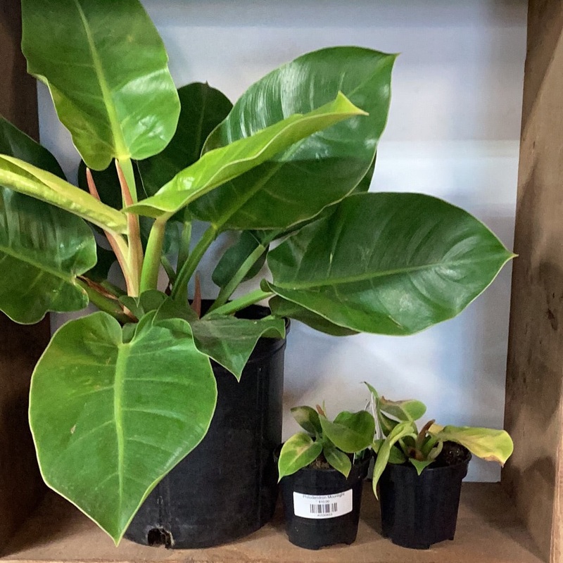 Philodendron Moonlight|4″|10″