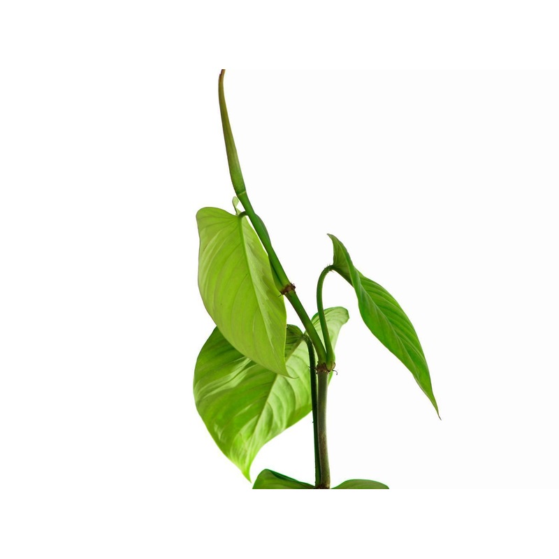 Philodendron nanegalense Ecuagenera