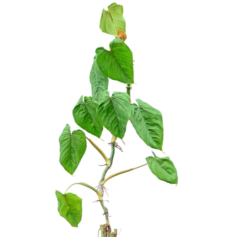 Philodendron narinoense