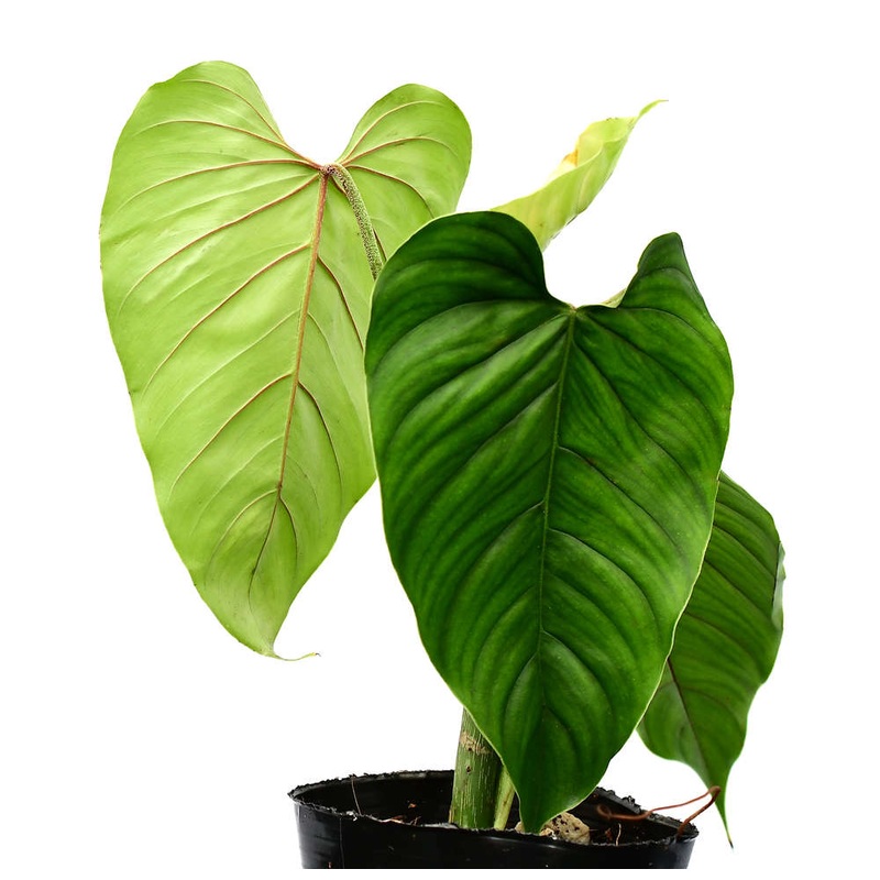 Philodendron ornatum cf