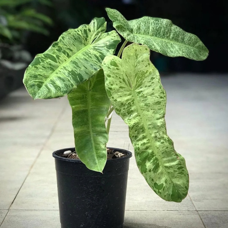 Philodendron Paraiso Verde|4″ Local Juvenile Variegation|6″ Import|6″ Local