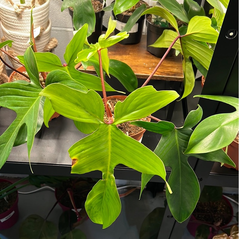 Philodendron Pedatum – Rudolph