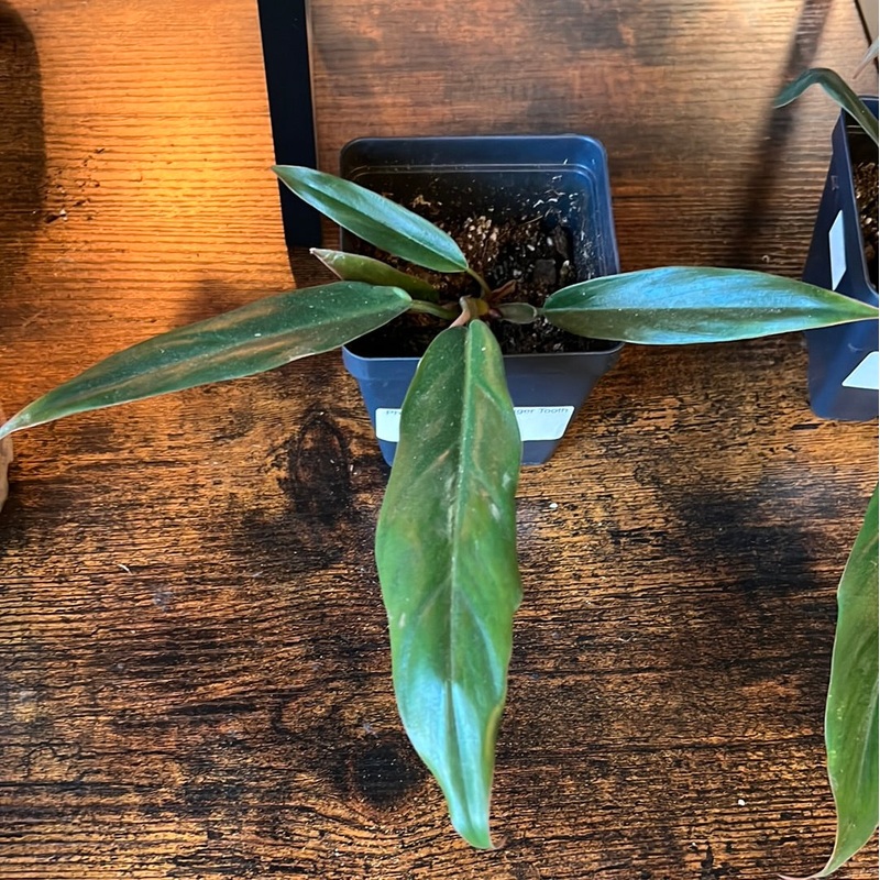 Philodendron Pluto|4″
