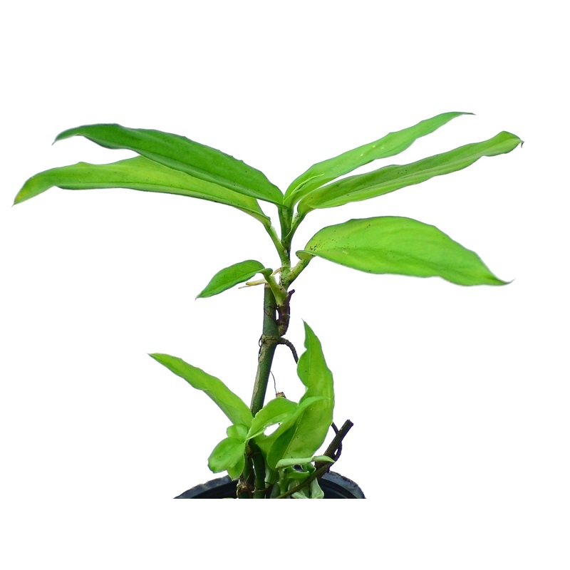 Philodendron pteromischum narrow leaf