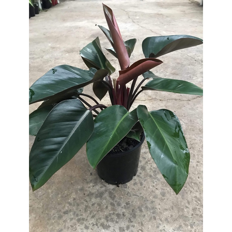 Philodendron Rojo Congo|4″|6″|10″