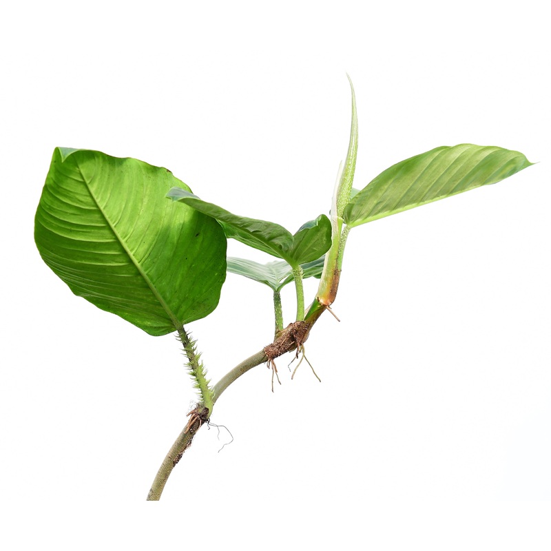 Philodendron squamipetiolatum
