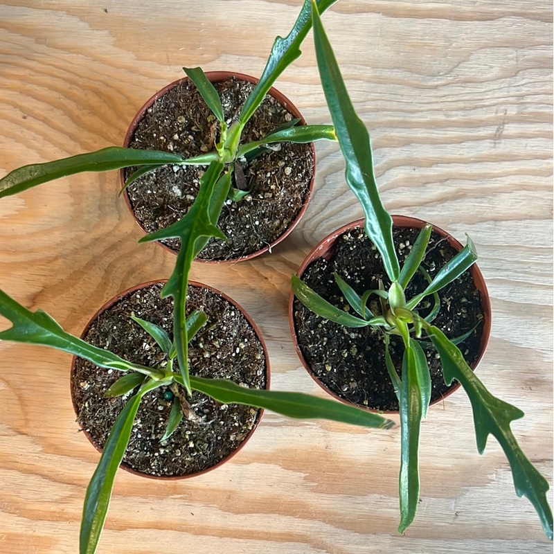 Philodendron tortum|3″|6″