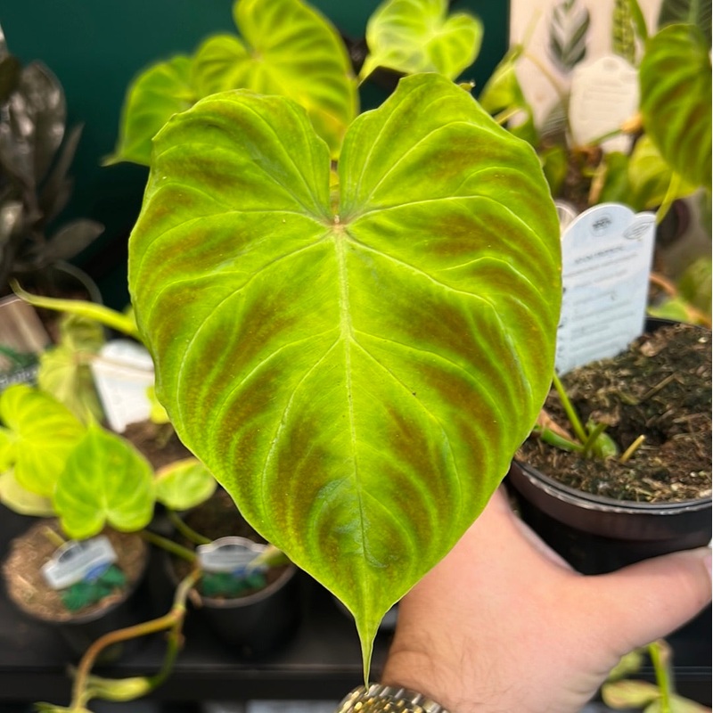 Philodendron verrucosum – Local