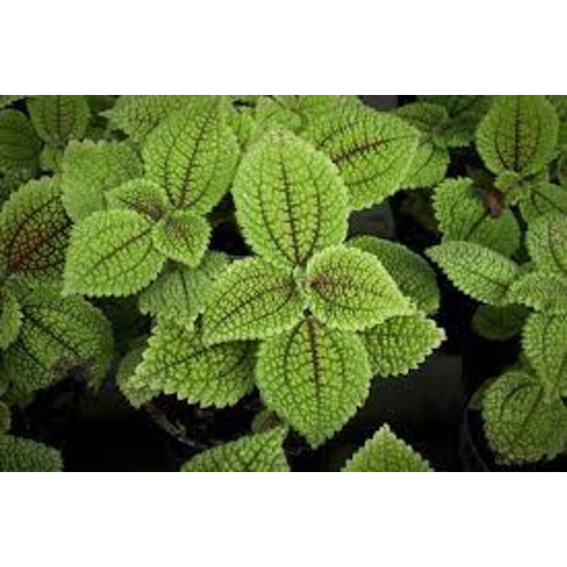 Pilea mollis – Moon valley|4″|6″