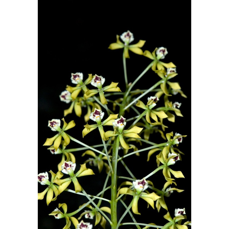 Prosthechea sceptra