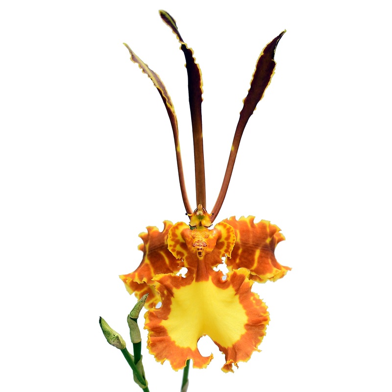 Psychopsis Mariposa