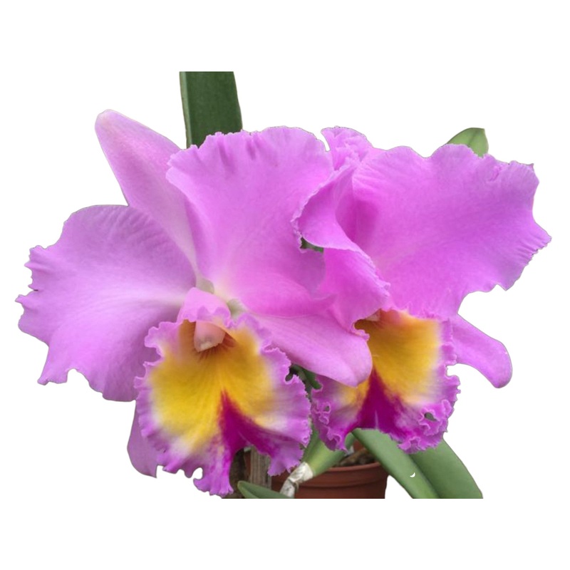 Rhyncholaeliocattleya San Cristobal