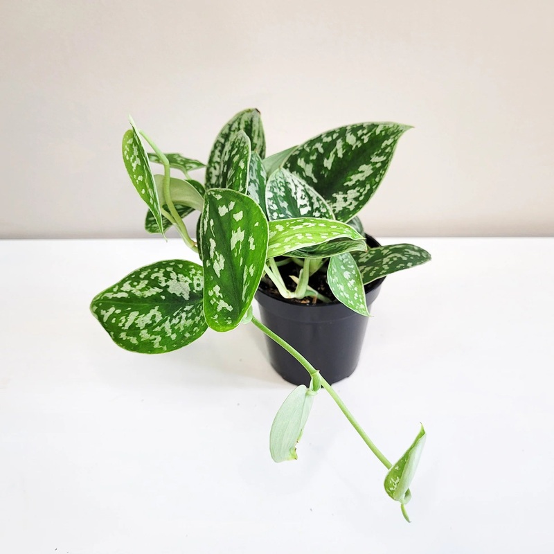 Scindapsus pictus – Satin Pothos Argyraeus