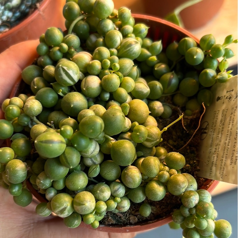 Senecio rowleyanus – String of Pearls Marble