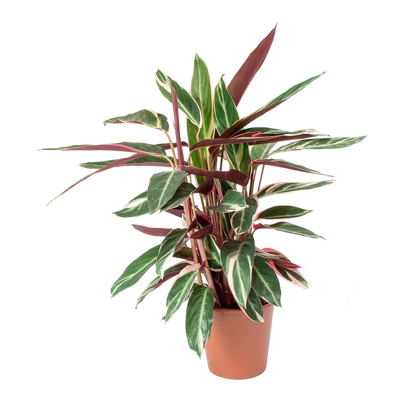 Stromanthe sanguinea|4″ triostar|6″ triostar|6″|10″ Triostar|8″