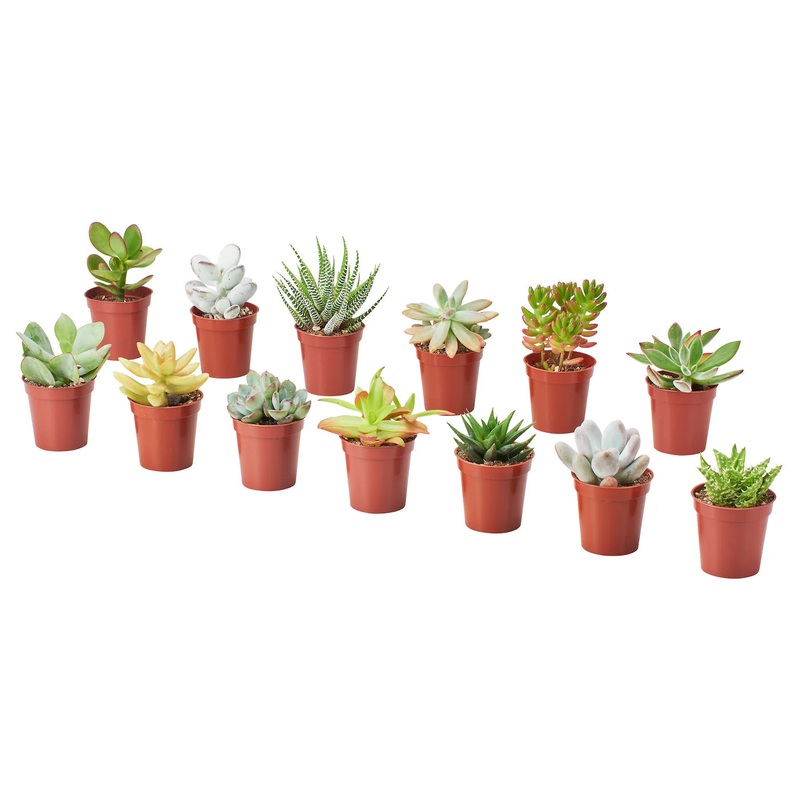 Succulents – Assorted|4″
