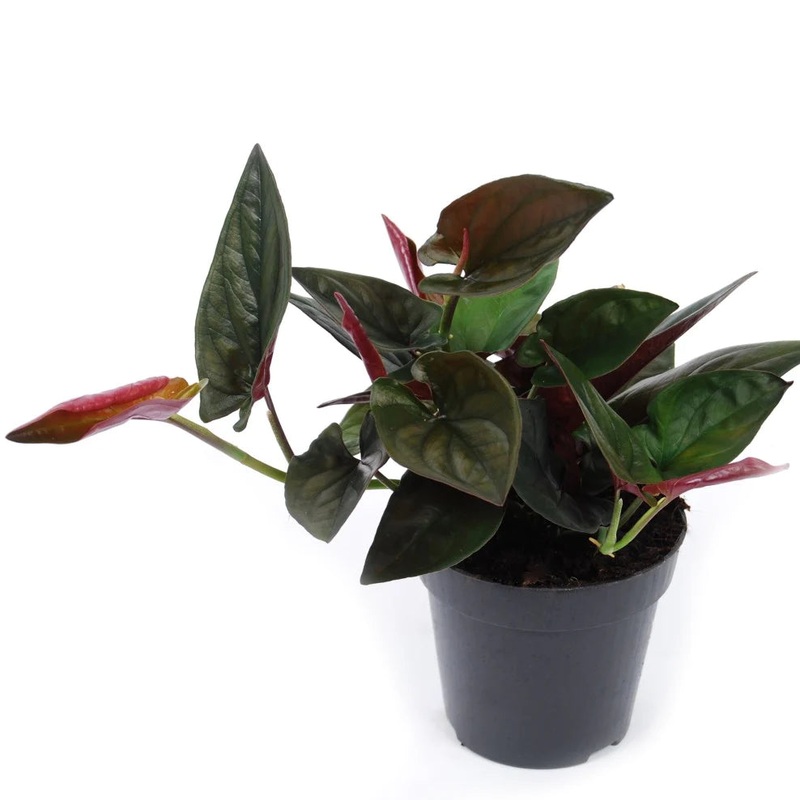 Syngonium erythrophyllum – Red Arrow