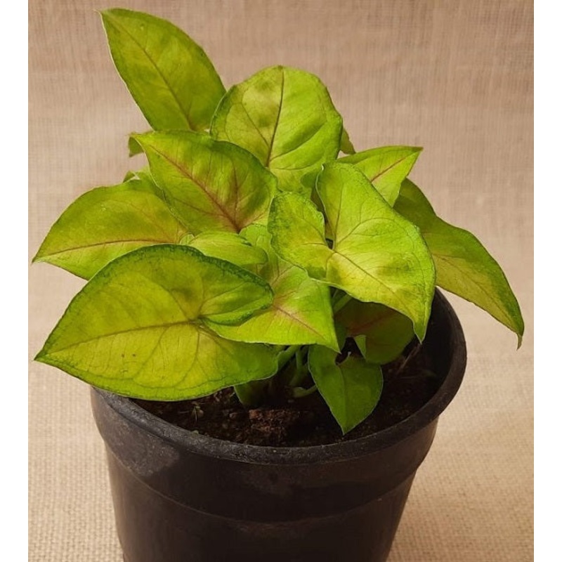 Syngonium Gold Allusion|Acclimated Import|4″ Local