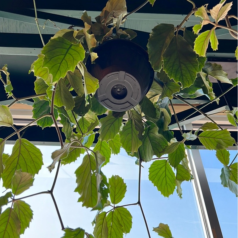 Tetrastigma (Chestnut Vine)|10″ HB
