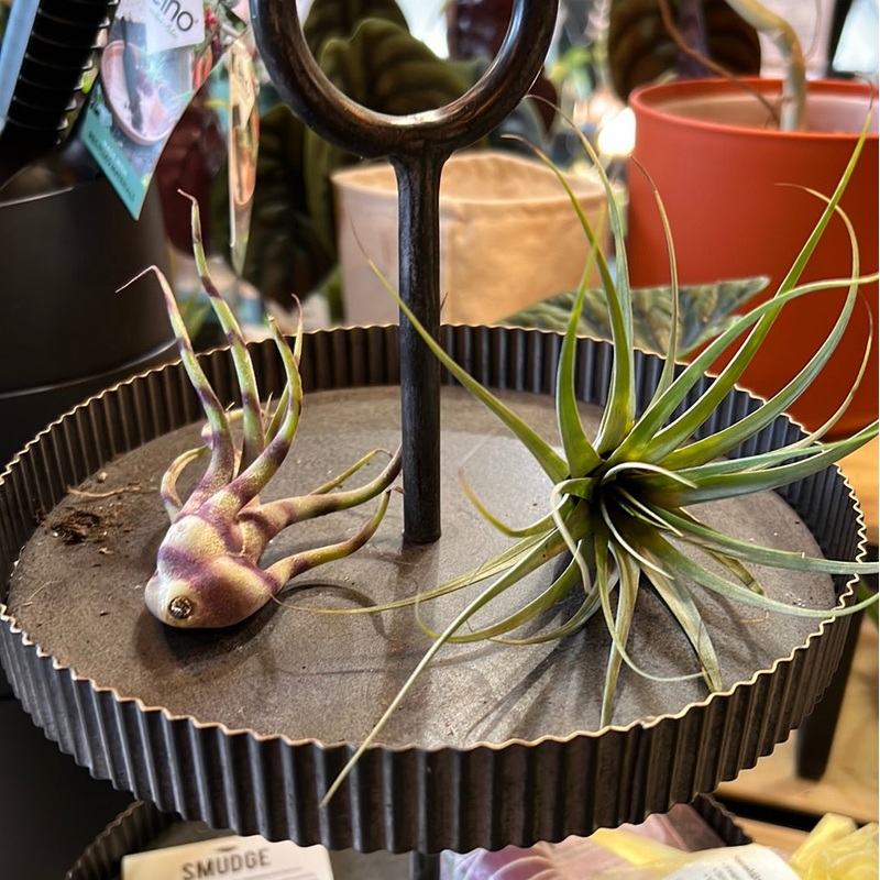 Tillandsia (Air Plant) – Assorted