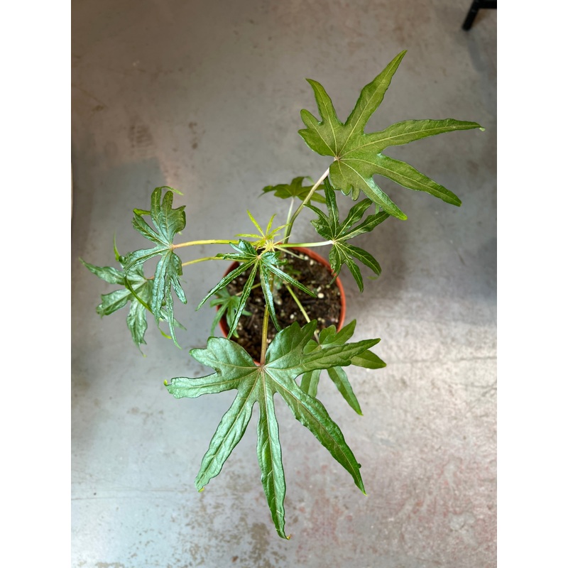 Abelmoschus Manihot – Salad Tree