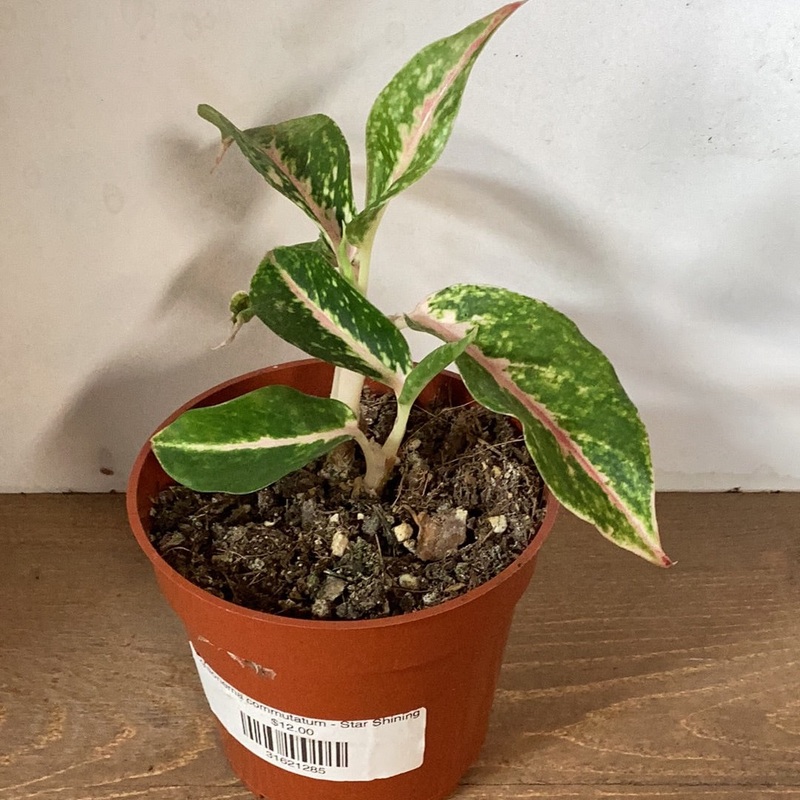 Aglaonema commutatum – Star Shining