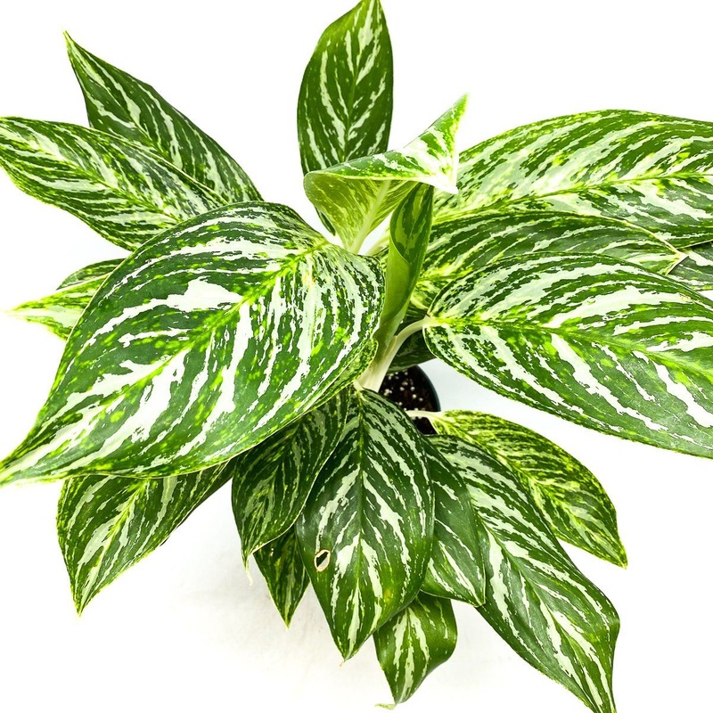 Aglaonema Golden Madonna – Chinese Evergreen