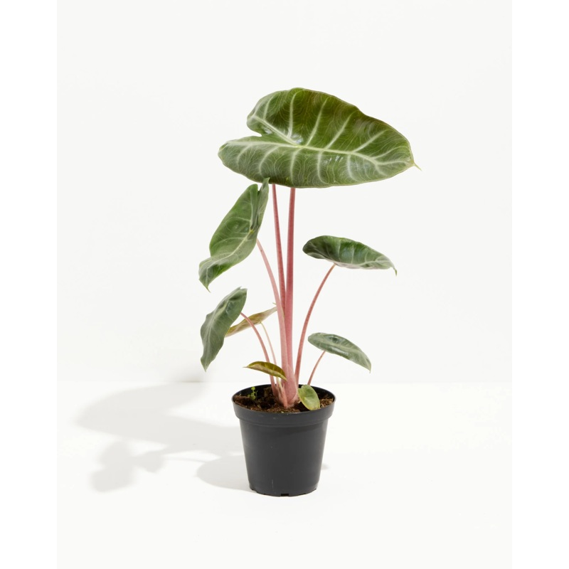 Alocasia Pink Dragon|4|6″