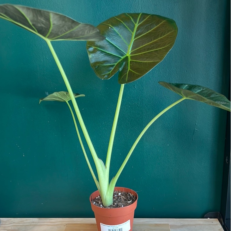 Alocasia Regal Shield (A.odora x A.reginula)