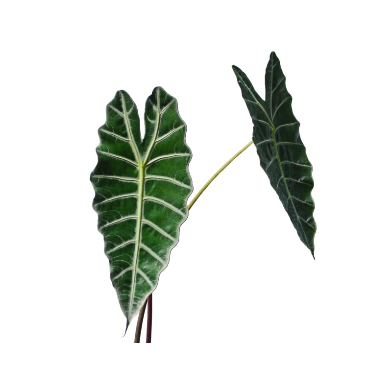 Alocasia sp Amazonica