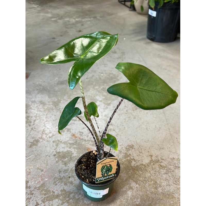 Alocasia Zebrina – Tiger|4″|6″