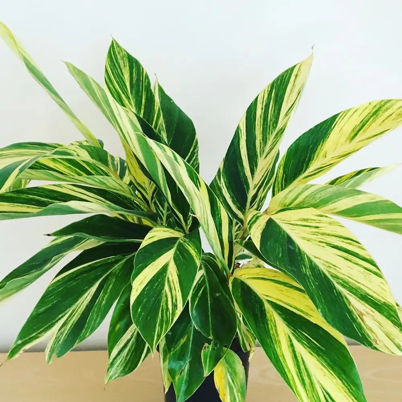 Alpinia zerumbet – Shell Ginger Variegated